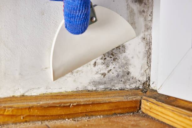 Best Mold Removal for HVAC Installations  in South Taft, CA